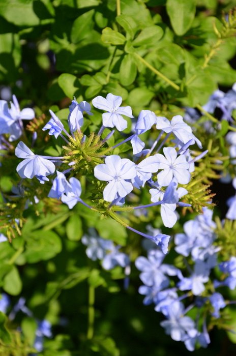 Plumbago auriculata (3)